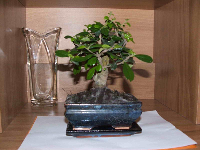 bonsai-02