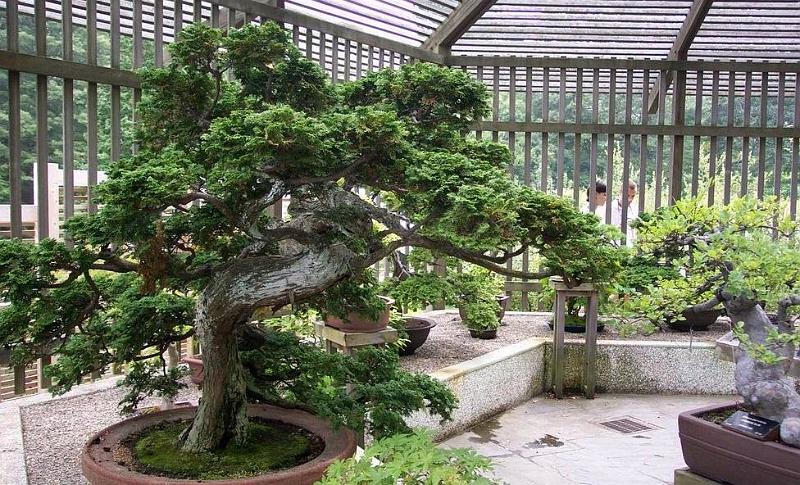 bonsai-04