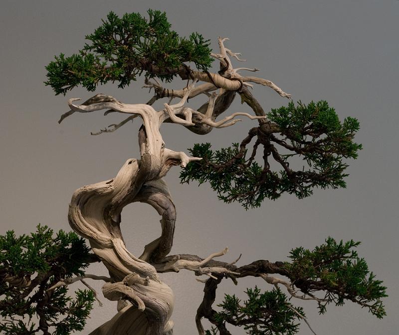 bonsai-09