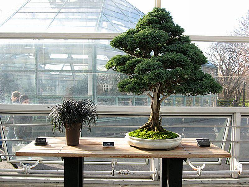 bonsai-10