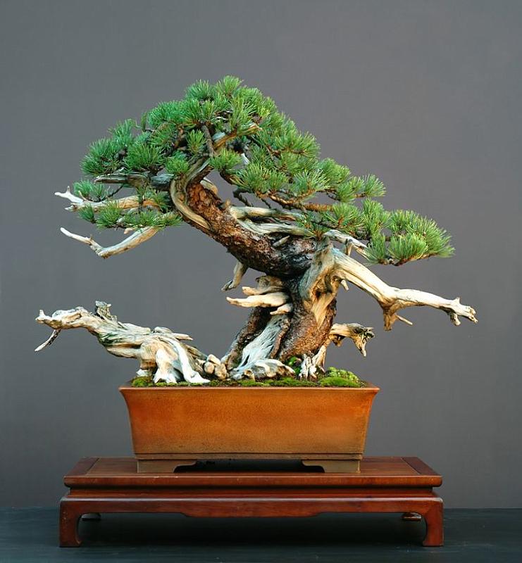 bonsai-11
