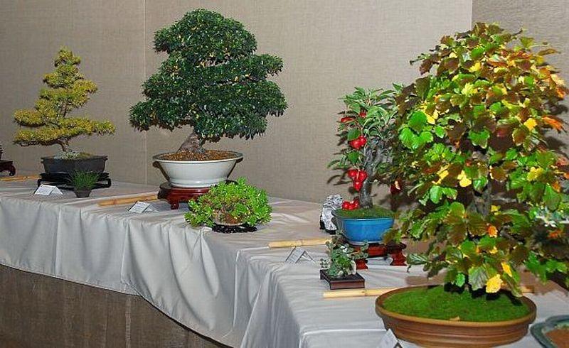bonsai-12