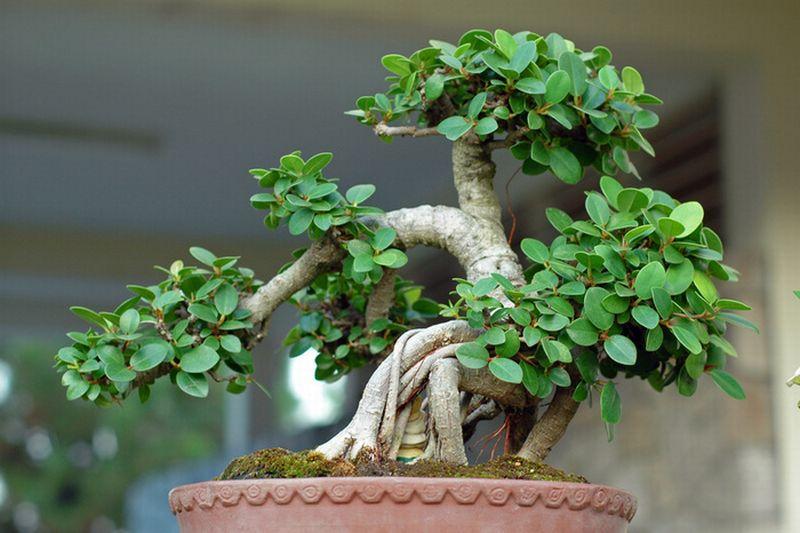 bonsai-13
