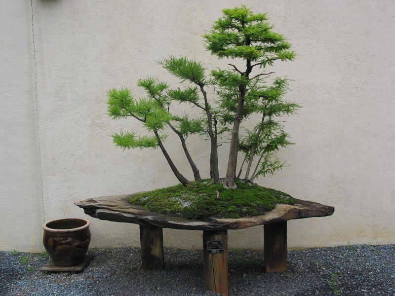 bonsai-15