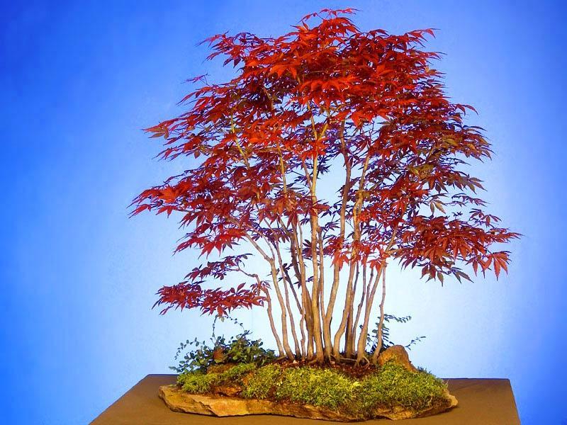 bonsai-17
