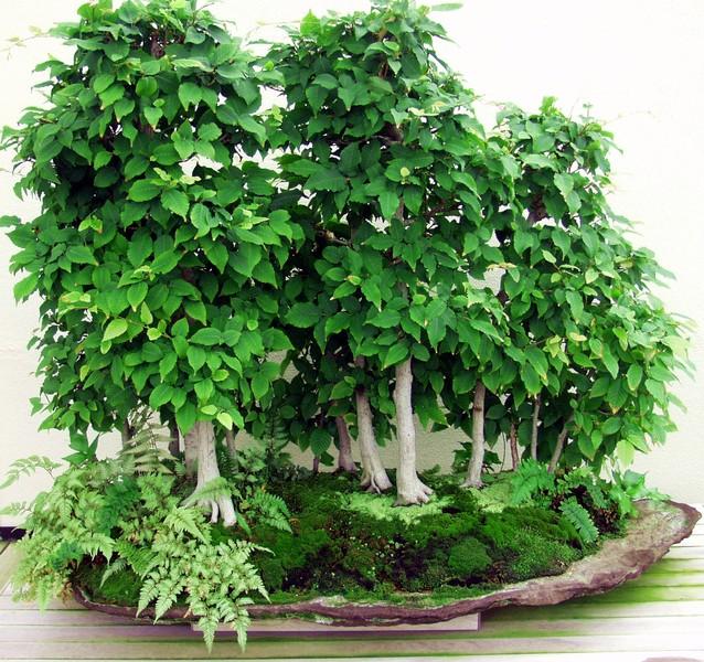 bonsai-19