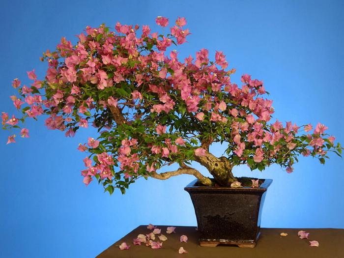 bonsai-20