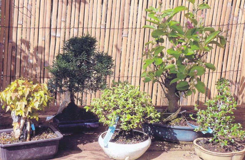 bonsai-21