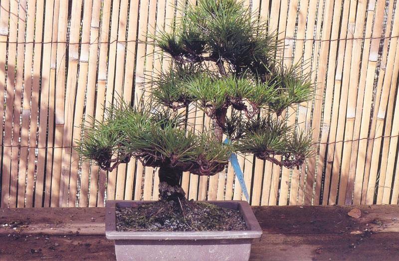 bonsai-22
