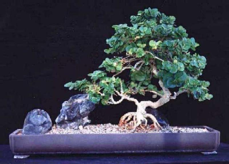 bonsai-23