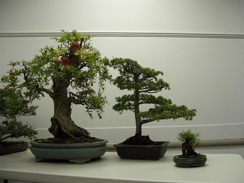 bonsai-24