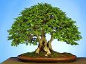 bonsai-01