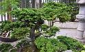 bonsai-03