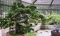 bonsai-04