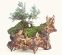 bonsai-06