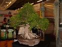 bonsai-07