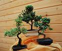 bonsai-08