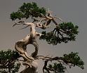 bonsai-09