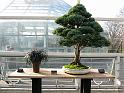 bonsai-10