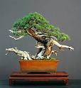 bonsai-11