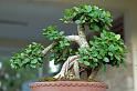 bonsai-13