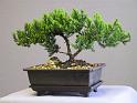 bonsai-14