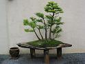 bonsai-15