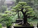 bonsai-16