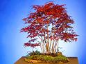bonsai-17