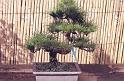 bonsai-22