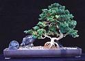 bonsai-23
