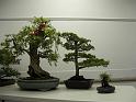 bonsai-24