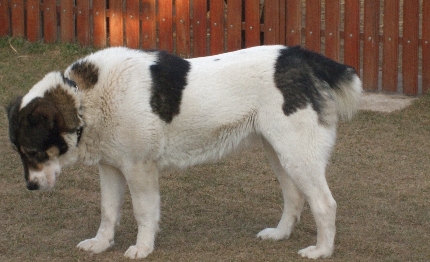 Fekete-Sivatagőre-Arga