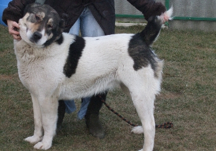 Fekete-Sivatagőre-Arga