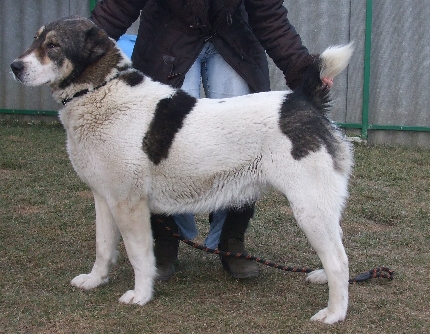 Fekete-Sivatagőre-Arga