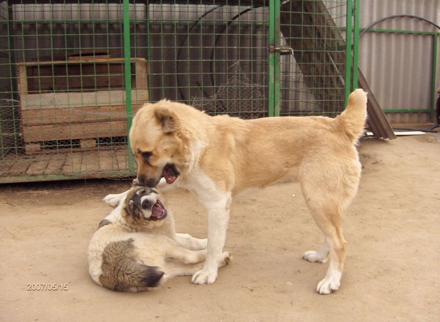 Fekete-Sivatagőre-Arga