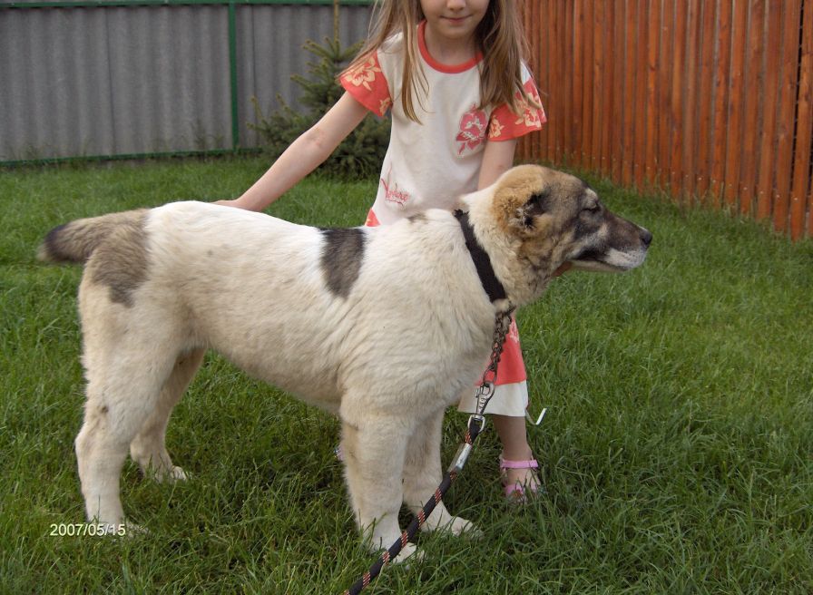 Fekete-Sivatagőre-Arga