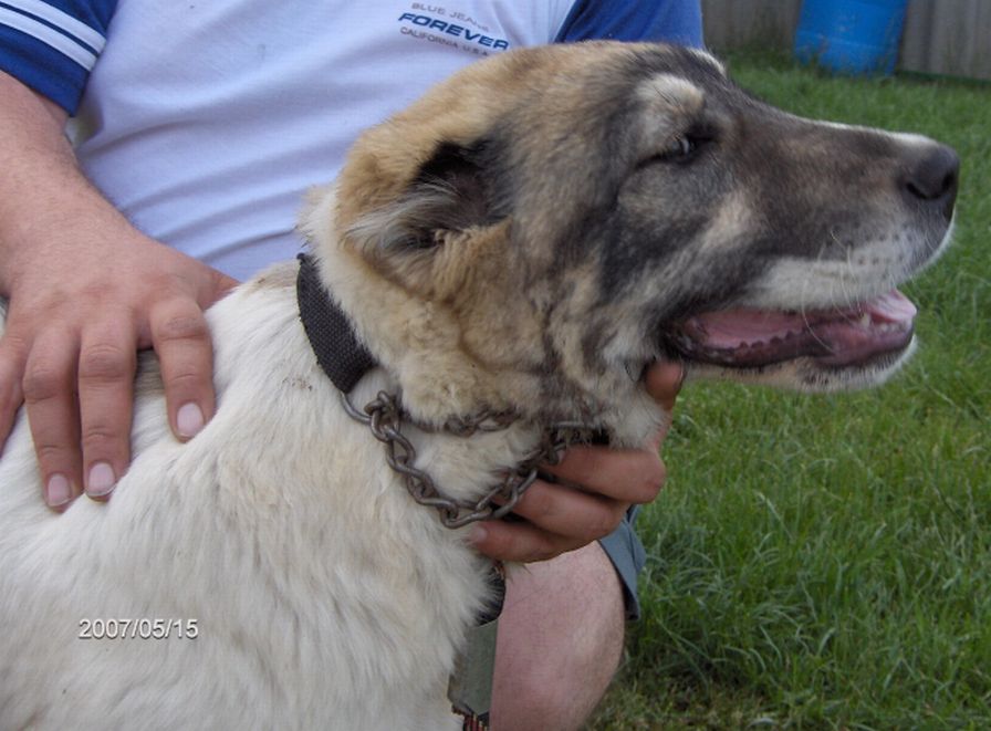 Fekete-Sivatagőre-Arga