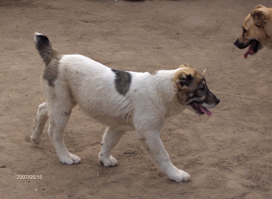 Fekete-Sivatagőre-Arga