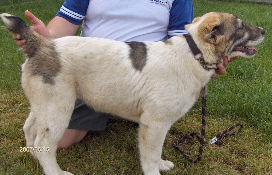 Fekete-Sivatagőre-Arga