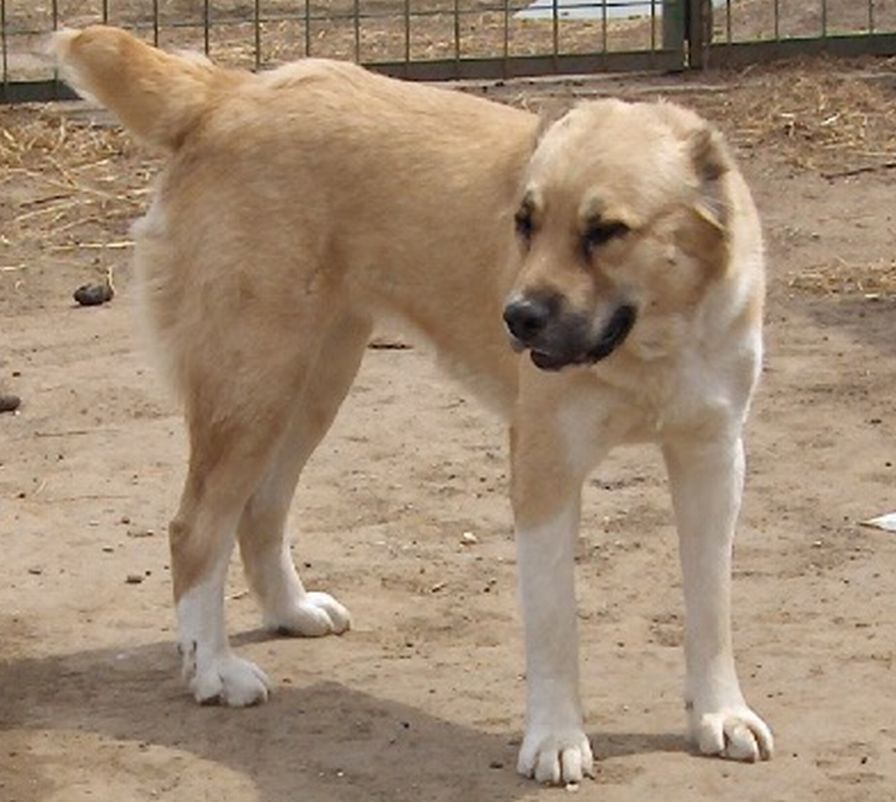 Keleti-Zordon-Angel-Tulip�n