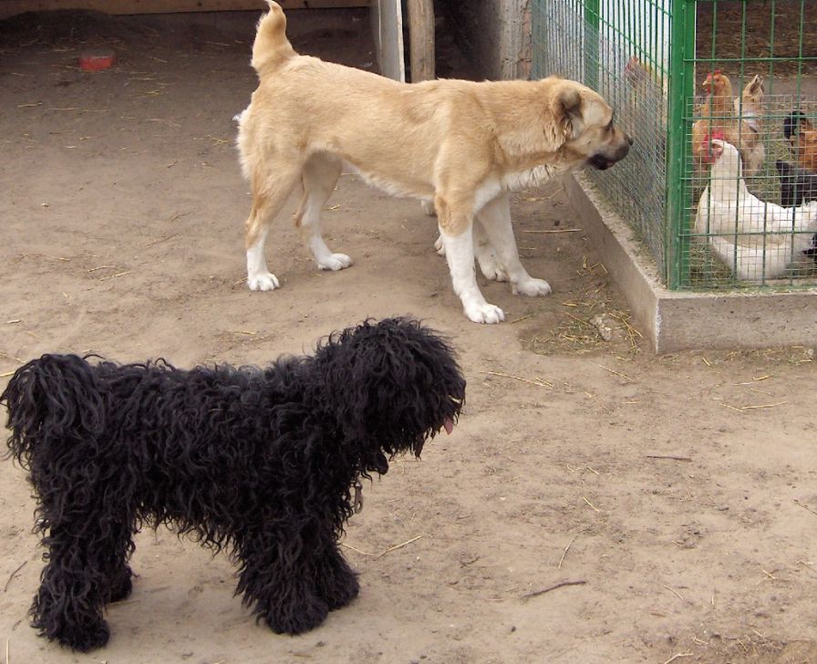 Keleti-Zordon-Angel-Tulip�n