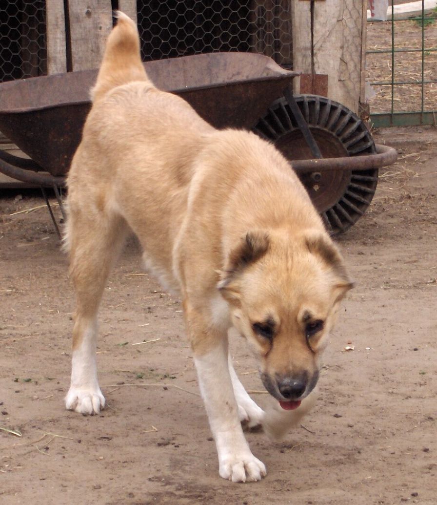 Keleti-Zordon-Angel-Tulip�n