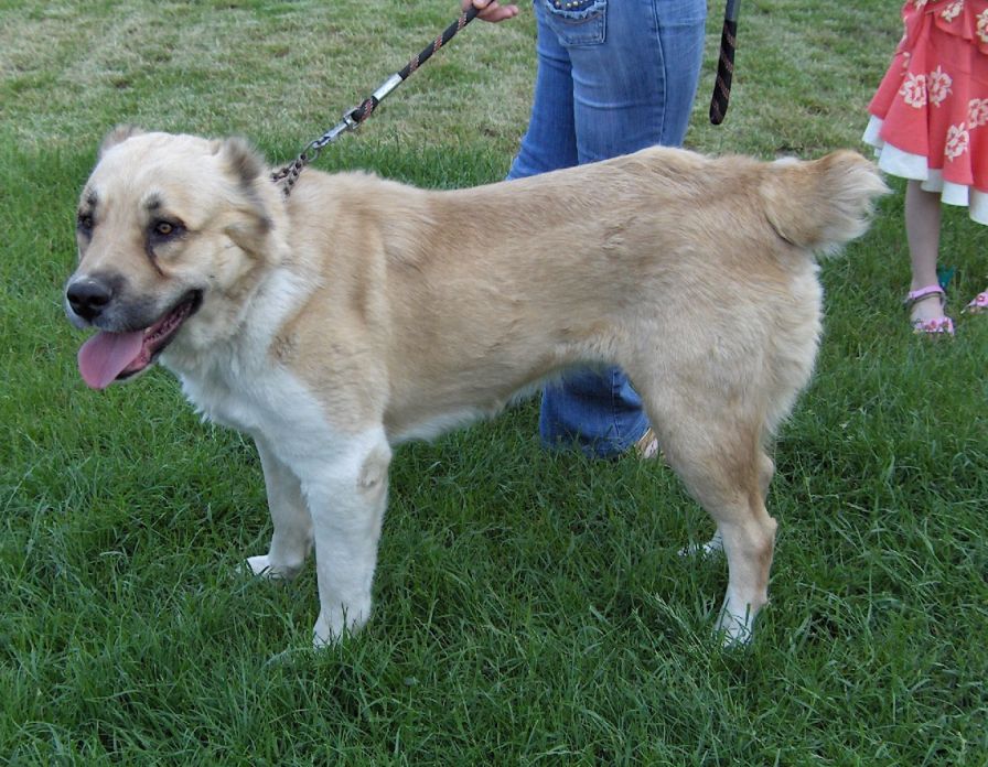 Keleti-Zordon-Angel-Tulip�n