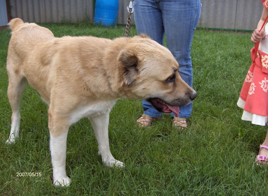 Keleti-Zordon-Angel-Tulip�n