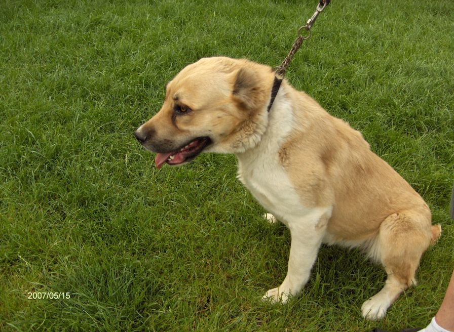 Keleti-Zordon-Angel-Tulip�n