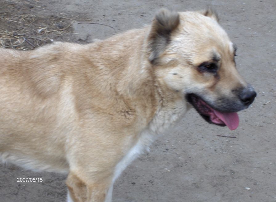 Keleti-Zordon-Angel-Tulip�n