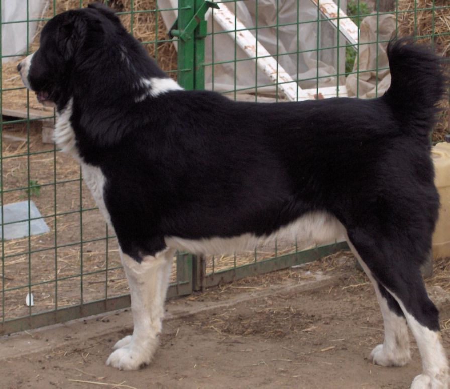 Boszporuszi-Naptűz-Zorba