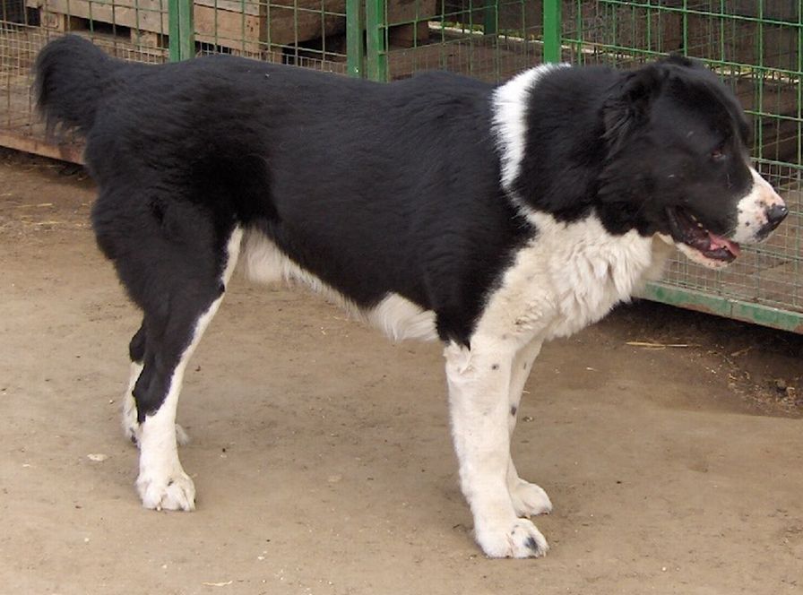 Boszporuszi-Naptűz-Zorba