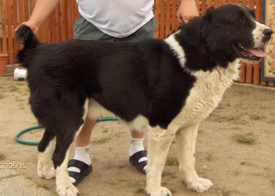 Boszporuszi-Naptűz-Zorba